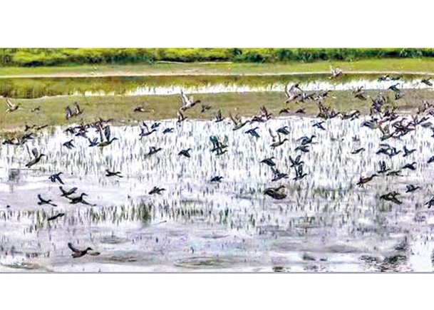 洪澤湖迎首批越冬候鳥  較往年早