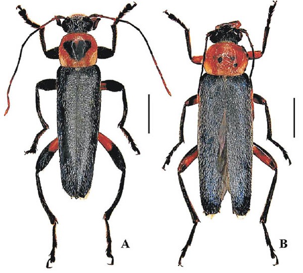 另一新種昆蟲中華細腰長朽木甲。