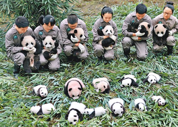 飼養員照顧大熊貓。（Getty Images圖片）