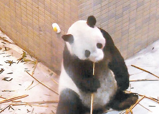 台大熊貓行動不便避見遊客