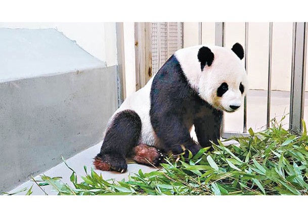 台北大熊貓病情惡化  食欲不振