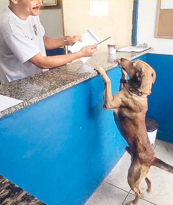 流狼犬（右）獲里約熱內盧一間警署收養。