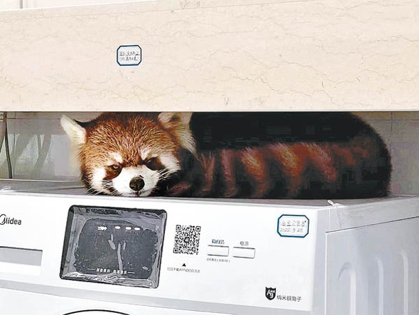 小熊貓躲在洗衣機上。