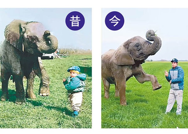 網民仿照童年時衣着與大象合影，重現當年照片。