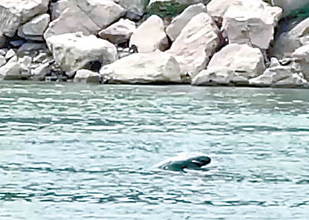 長江流域江豚數量明顯增長。