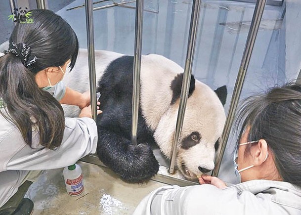 大熊貓團團病重。