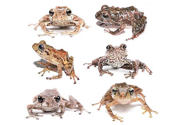 厄瓜多爾發現多種新雨蛙品種。