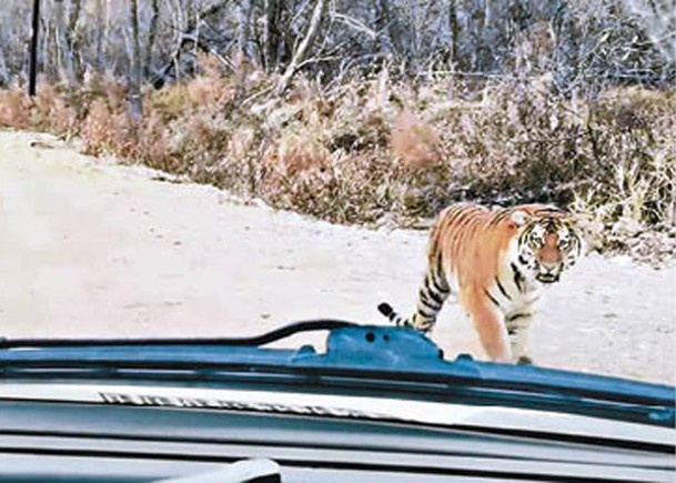 老虎在警車附近徘徊。