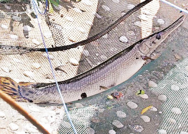生態危機  內蒙古捕鱷雀鱔  烏海湖首次發現