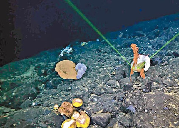 近鐵達尼神秘信號  料屬深海生物