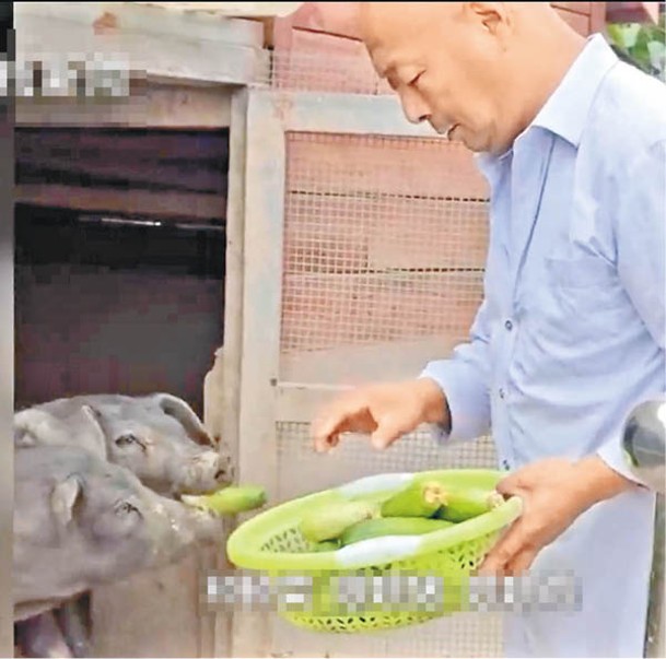 天台上亦飼養動物。