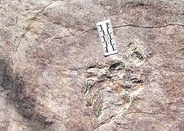恐龍足迹群  現1.2億年龜腳印