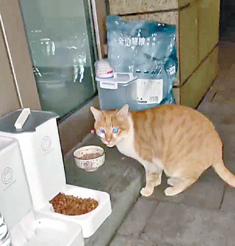 貓屋旁邊擺放了貓咪飲食器皿。