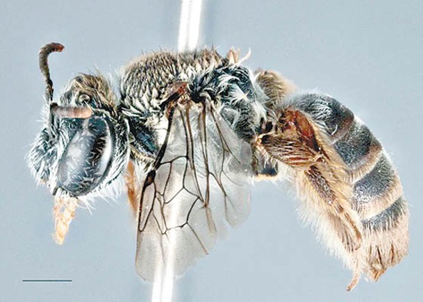 澳洲新品種蜜蜂  頭起角便覓食