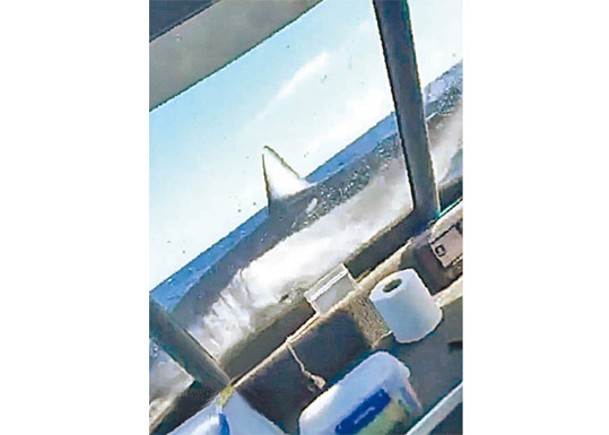 3米鯊魚跳上船 嚇壞紐釣客