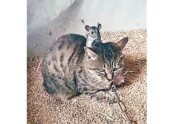 老鼠愜意趴在貓咪的頭上休息。