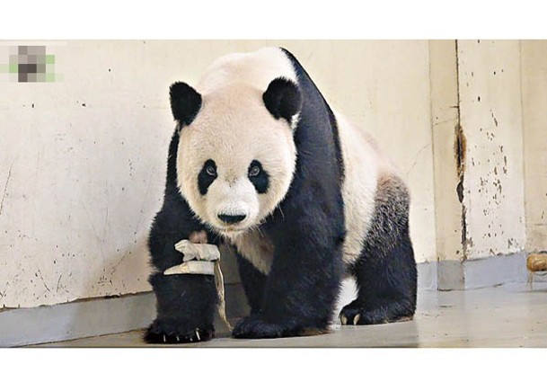 台大熊貓突發癲癇  後肢無力