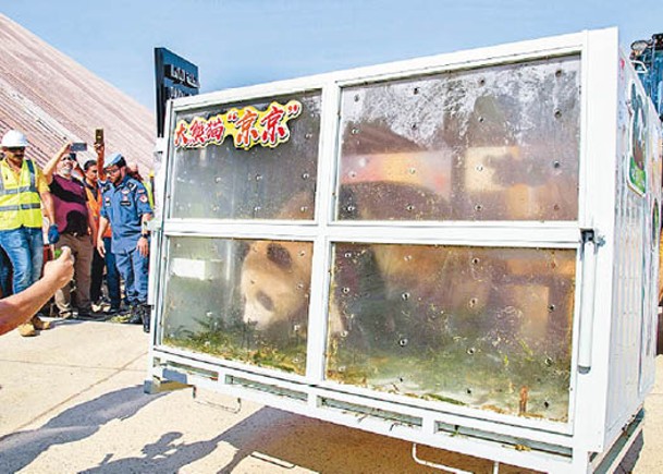 大熊貓「京京」抵達豪爾熊貓館。