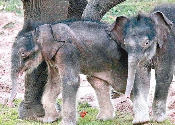 亞洲象誕雙胞胎  美國首例