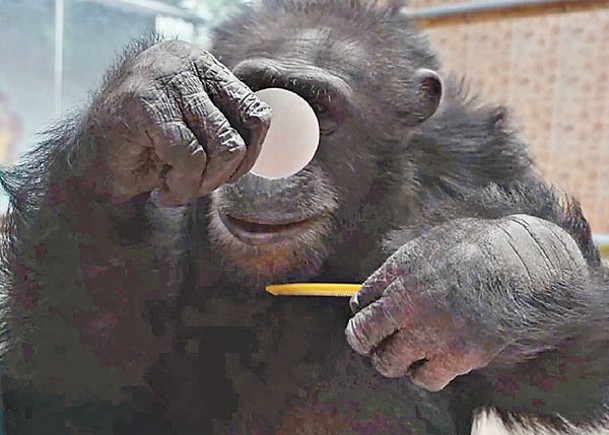 黑猩猩照鏡梳頭  帥氣迎客