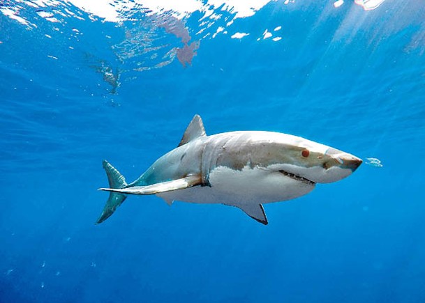 研究揭大白鯊5個月游逾萬公里
