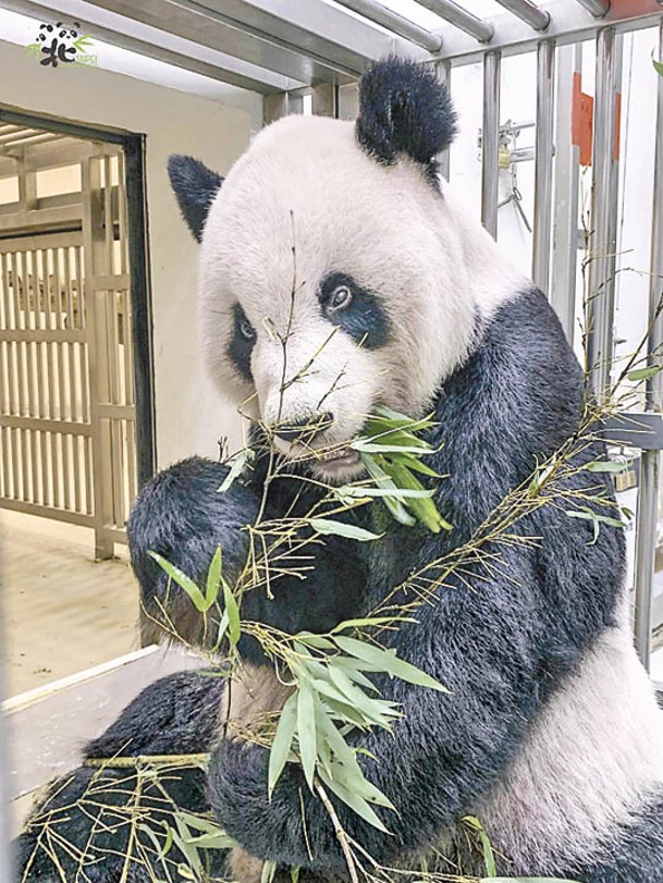 團團的遺體或製成標本。