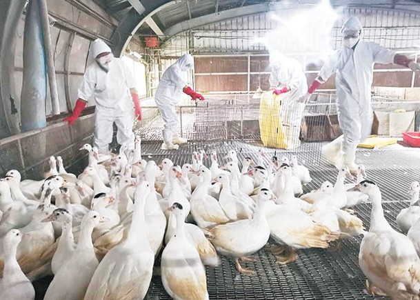宜蘭爆H5N1  撲殺5010隻鴨