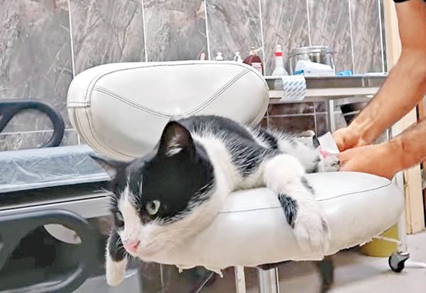 流浪貓躺在椅子上接受治療。