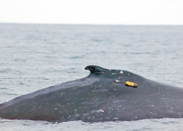 團隊將追蹤器放在鯨魚身上。