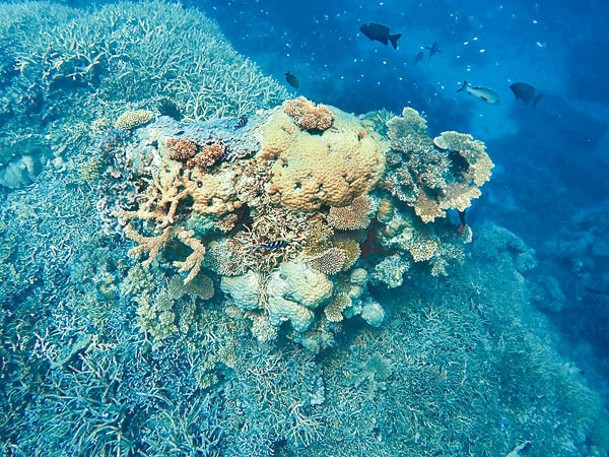 澳洲大堡礁或被列為瀕危世界遺產。