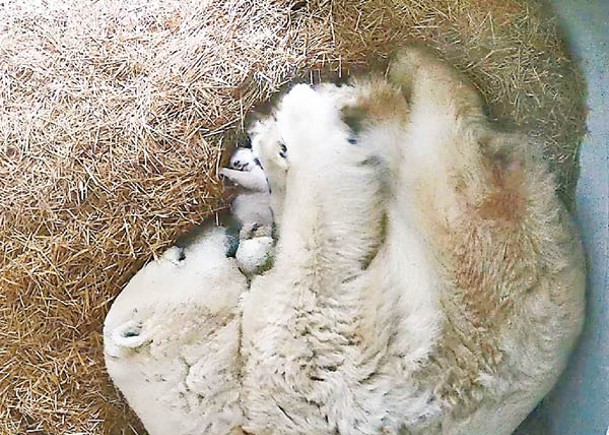美北極熊誕雙胞胎
