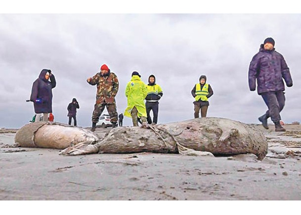 2500海豹屍浮裏海  俄指死於自然