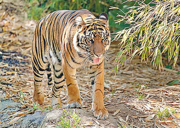 分析土壤檢測DNA  追蹤亞洲野生虎