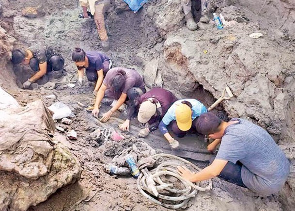 團隊發掘鯨魚化石。