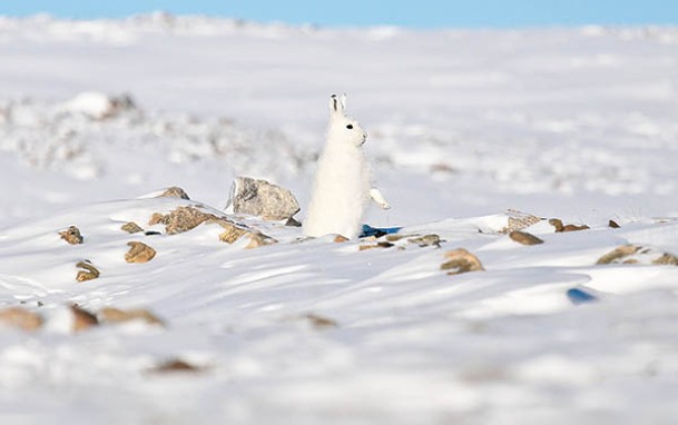 野兔曾在北格陵蘭棲息。