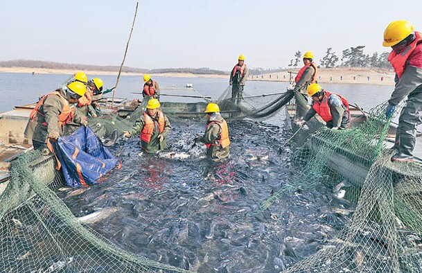 中國漁民撈獲大批漁獲。