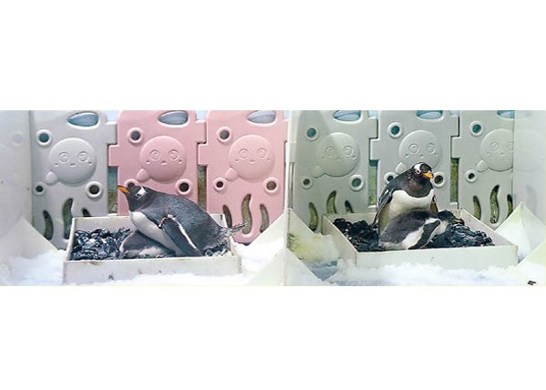 廣州首誕3南極企鵝 滿月迎客