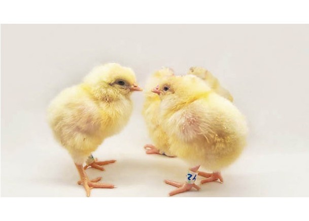 基因改造母雞 只孵出雌性