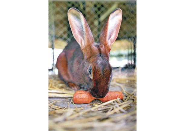 紐約州明年底禁售寵物兔。
