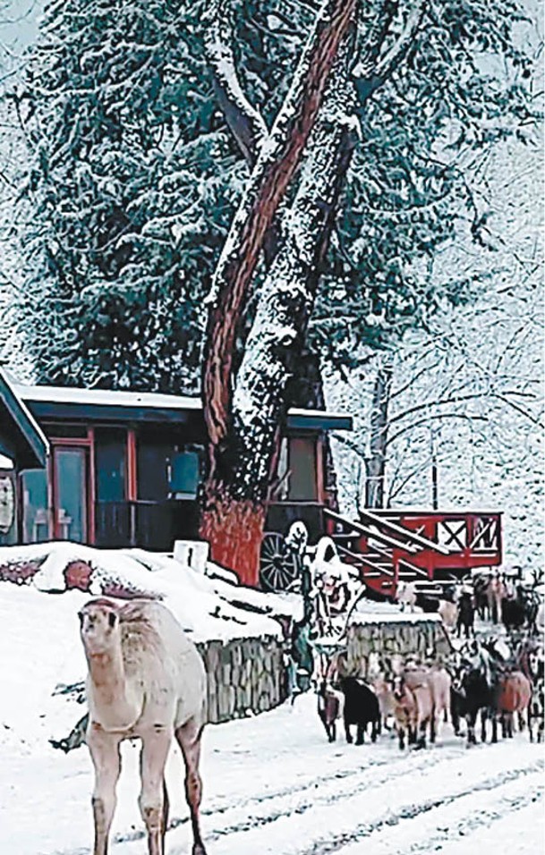 艾伯特帶領山羊群欣賞雪景。