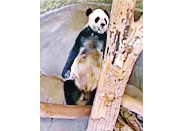 園方被指疏忽照顧 美兩大熊貓將返華