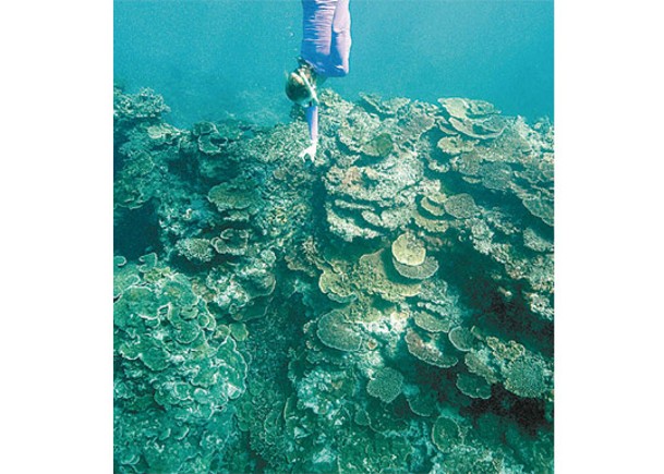 大堡礁珊瑚面臨白化。