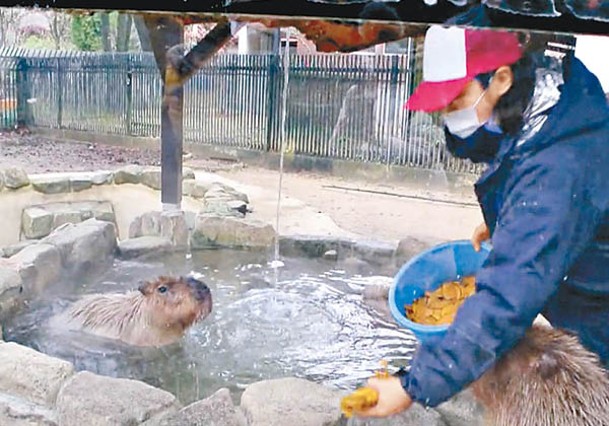水豚享用溫暖浸浴。
