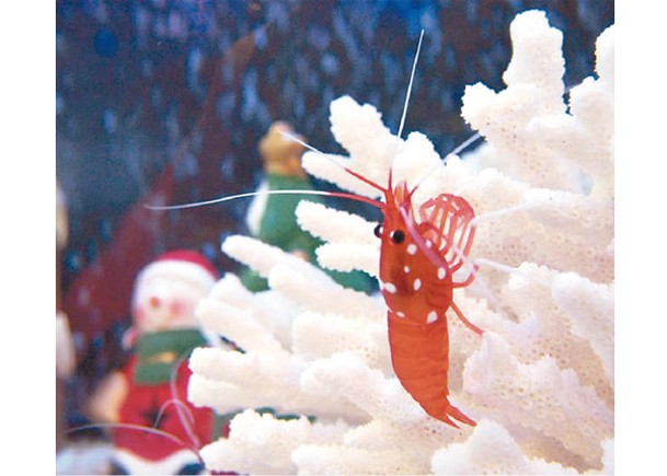 水族館展示「聖誕蝦」。