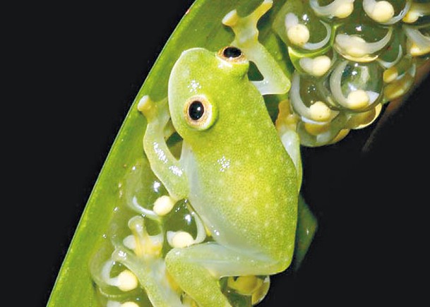 玻璃蛙平常身體呈綠色。