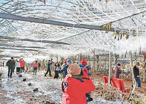 台農場結冰  遊人打卡賞雪景