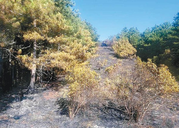 馬武霸山森林早前發生大火。