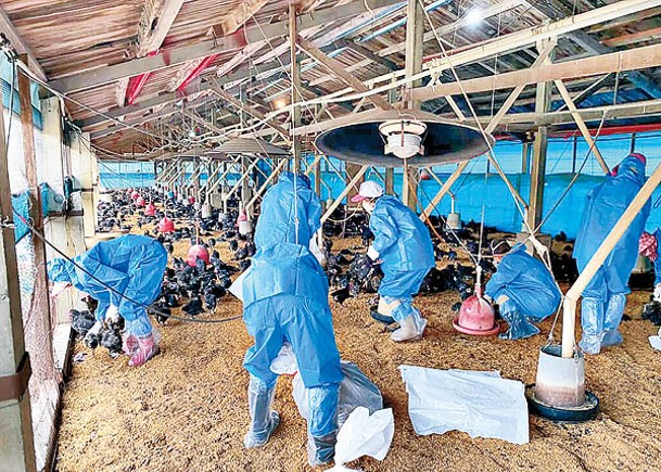 兩養殖場爆禽流感  撲殺逾3.2萬隻雞
