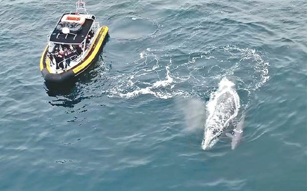 灰鯨媽媽產後與幼崽在船旁游泳。