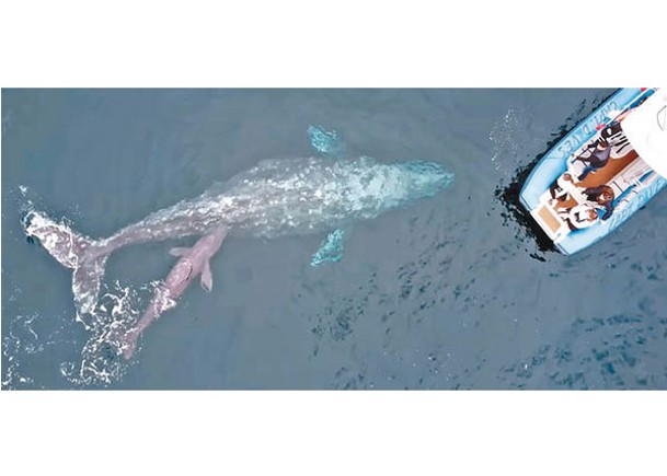 遊客能在海上親睹灰鯨產崽。